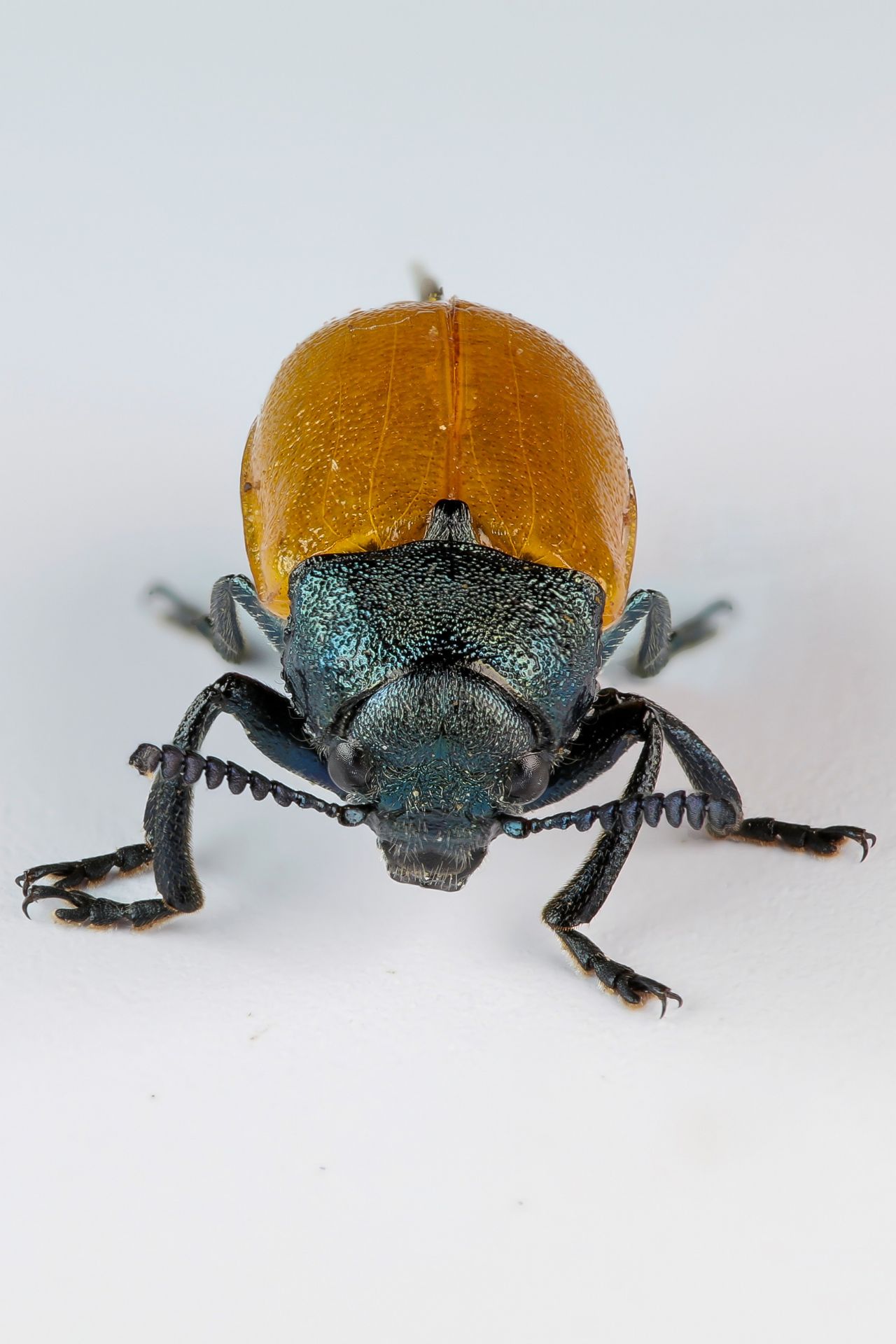 Chrysomelidae - Labidostomis taxicornis ? Sì.